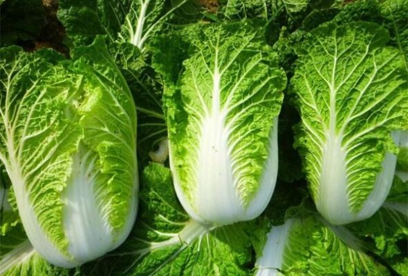 Artboard 4 037d15c82b70489aa091e335bf055761 Grande