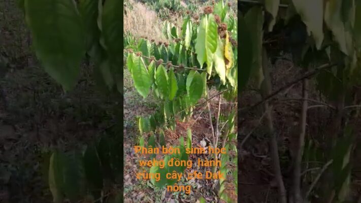 Phân Sinh Học Wehg Xử Lý Bệnh Xì Mũ Sầu Riêng