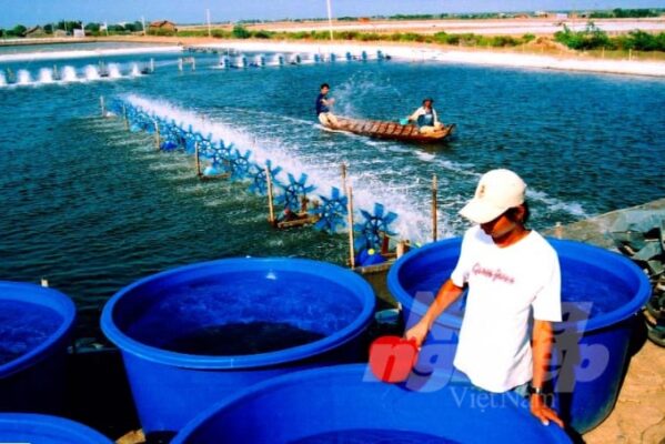 Hiện Nay, Nhiều Nông Dân đã Chuyển Sang ứng Dụng Các Chế Phẩm Sinh Học để Nuôi Tôm, Mang Lại Những Hiệu Quả Rất Tốt. Ảnh: lê Hoàng Vũ.